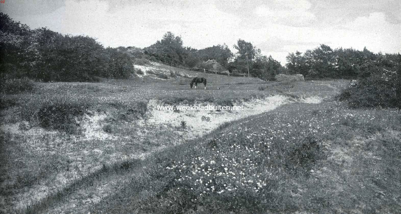 Rockanje's geheimzinnig meertje. In de duinen bij Rockanje 1