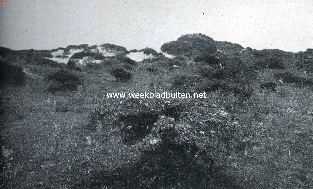 Rockanje's geheimzinnig meertje. In de duinen bij Rockanje 2