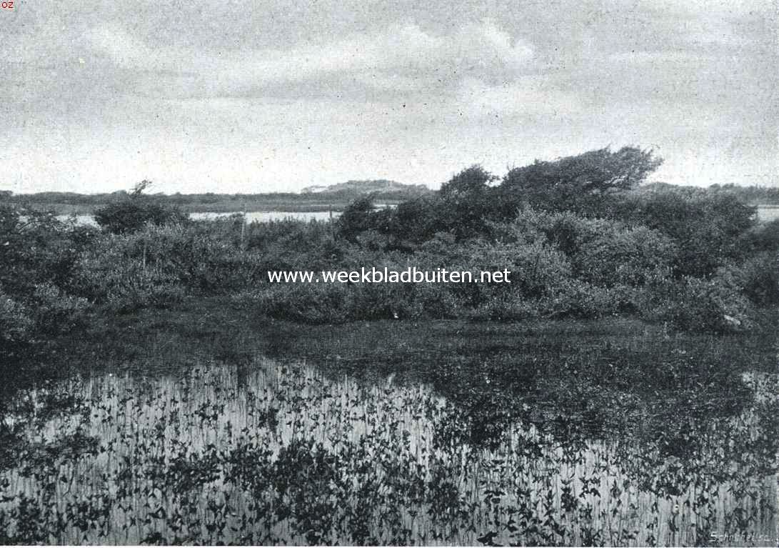 Rockanje's geheimzinnig meertje. Het Quackjeswater in de duinen bij Rockanje