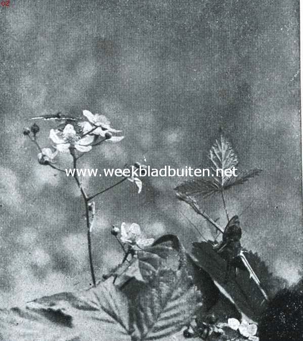 Een sprinkhaanlarve op jacht. Opn. II. Een sprinkhaanlarve (Locusta Viridissima L., bij ons zeer algemeen voorkomend) heeft met een zekeren sprong het koevinkje aangegrepen, terwijl de andere vlinders op een na verschrikt zijn weggevlogen, is de sprinkhaanlarve met haar buit op een naastbijzijnden tak gesprongen en verorbert daar bij den kop beginnend en met de voorpooten haar prooi vasthoudend het geheele lichaam van den vlinder, alleen de vleugels overlatend