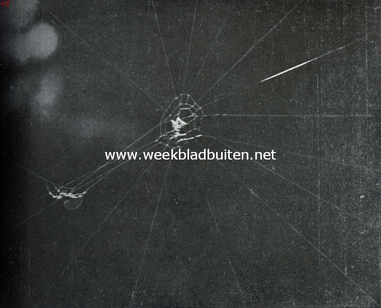 Kruisspin, bezig haar web te weven. Opn. I. De straalsgewijs loopende draden zijn op enkele na voltooid. Van den spiraaldraad is het binnenste deel, dat nog maar in een paar windingen om het middelpunt loopt, begonnen. De spin is bezig met het aanbrengen van straalsgewijs loopende draden, waarbij zij zich vanhet midden langs een reeds aanwezigen, maar nog niet strak getrokken draad naar het raam begeeft