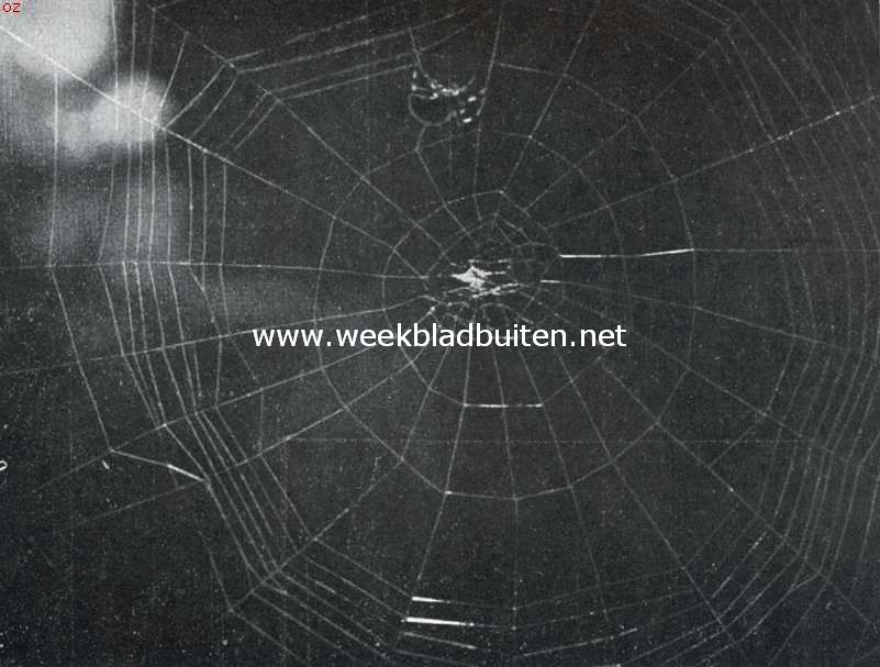 Kruisspin, bezig haar web te weven. Opn. III. De spin is met het vervaardigen van de vangdraden bezig. Eenige vangdraden zijn reeds gereed. De spin heeft juist den nieuwen draad bij een kruispunt aan den radiaal loopenden draad bevestigd. Tusschen de opnamen I en II liggen ongeveer 5 , tusschen II en III en tusschen III en IV telkens ongeveer 10 minuten. (1/3 van de ware grootte)