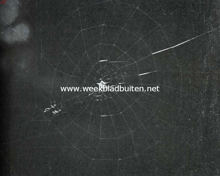 Kruisspin, bezig haar web te weven. Opn. II. De straalsgewijs loopende draden zijn alle gereed en ook de spiraaldraad is juist voltooid