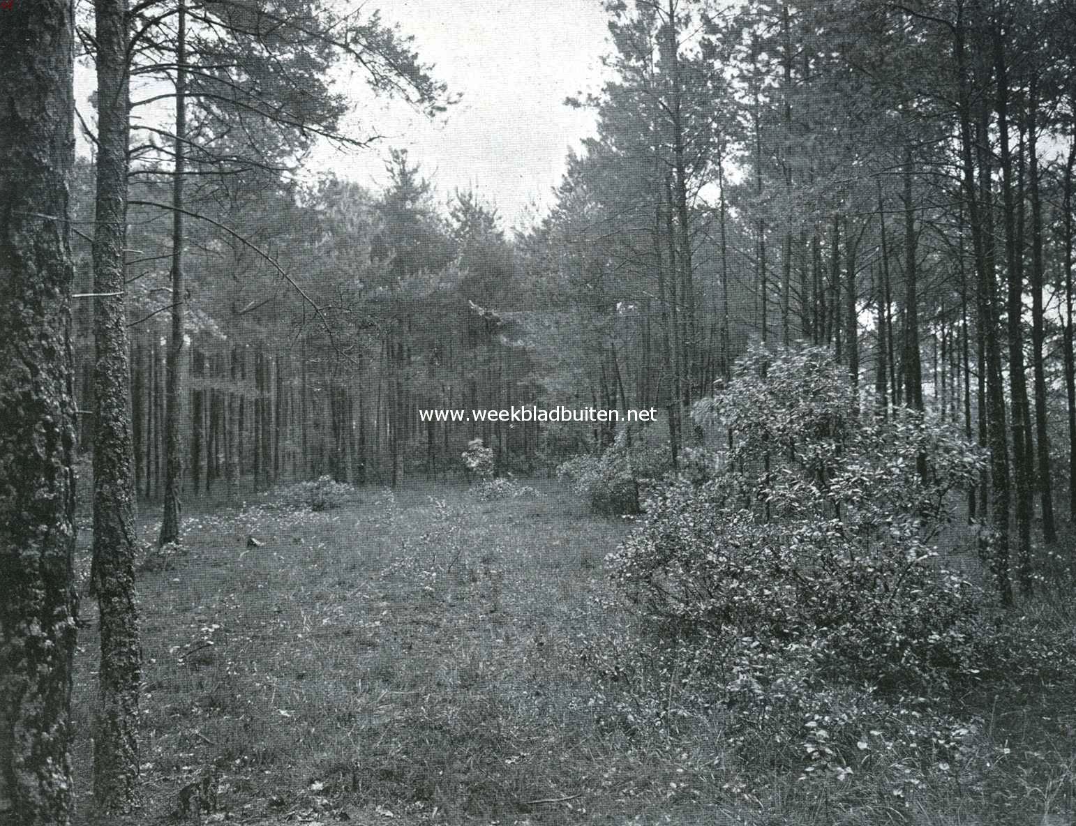 Uitheemsche landverhuizers en kolonisten onder onze boomen en struiken. Wasboompjes (Myrica Cerifera L.) onder dennenboomen op Walin bij Zutphen. Op den voorgrond een mooi vrij ontwikkeld exemplaar. De bodem van het bosch op den achtergrond is er geheel mede bedekt