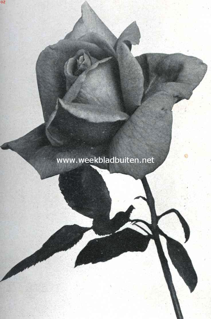 Nieuwe rozen. De roos 