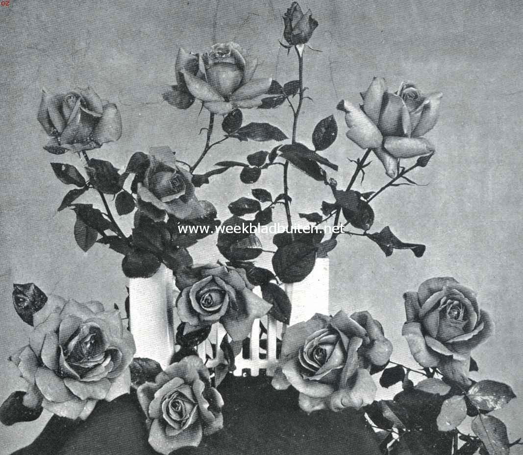 Nieuwe rozen. Rozen 