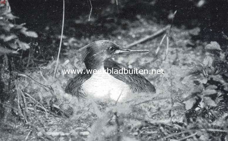 Een mooie aanwinst. De middelste zaagbek (Mergus Serrator L.), een nieuwe Nederlandsche broedvogel