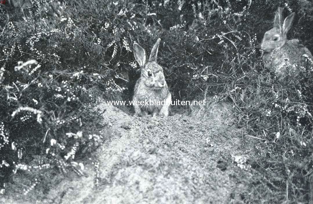 Wilde konijnen. De heer des huizes poseert voor den fotograaf