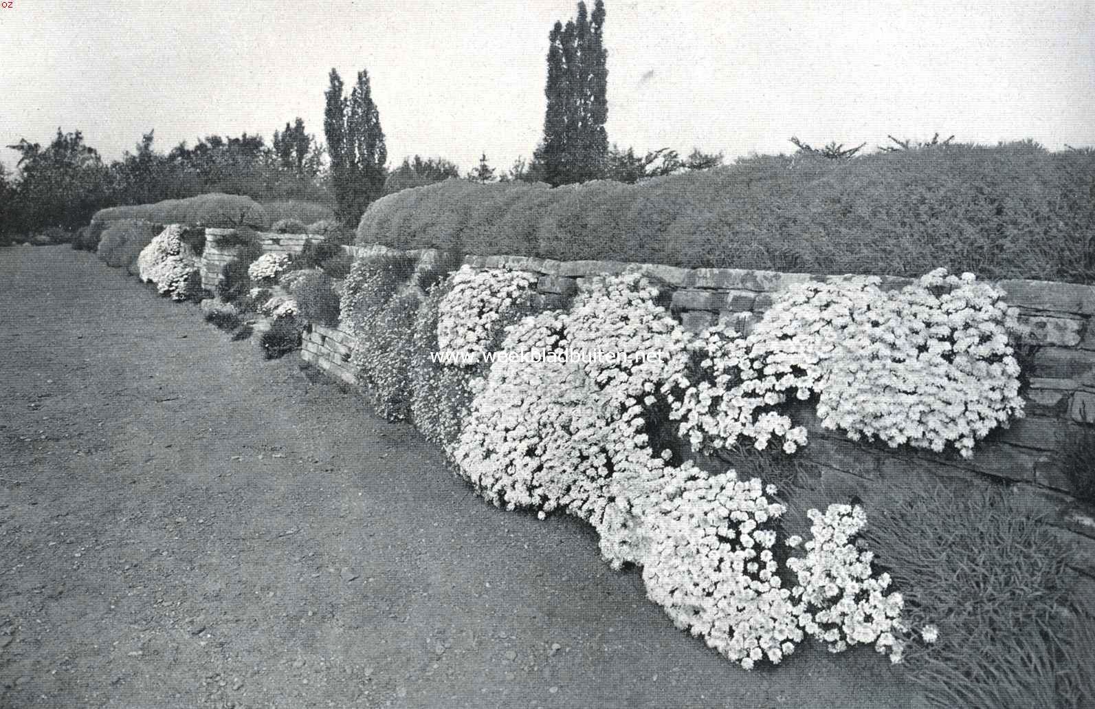 Muurplanten en plantenmuren. Gedeelte van den terrasmuur voor Alpenplanten op het arboretum der Rijks Hoogere Land-, Tuin- en Boschbouwschool te Wageningen. Op den voorgrond Iberis Sempervirens