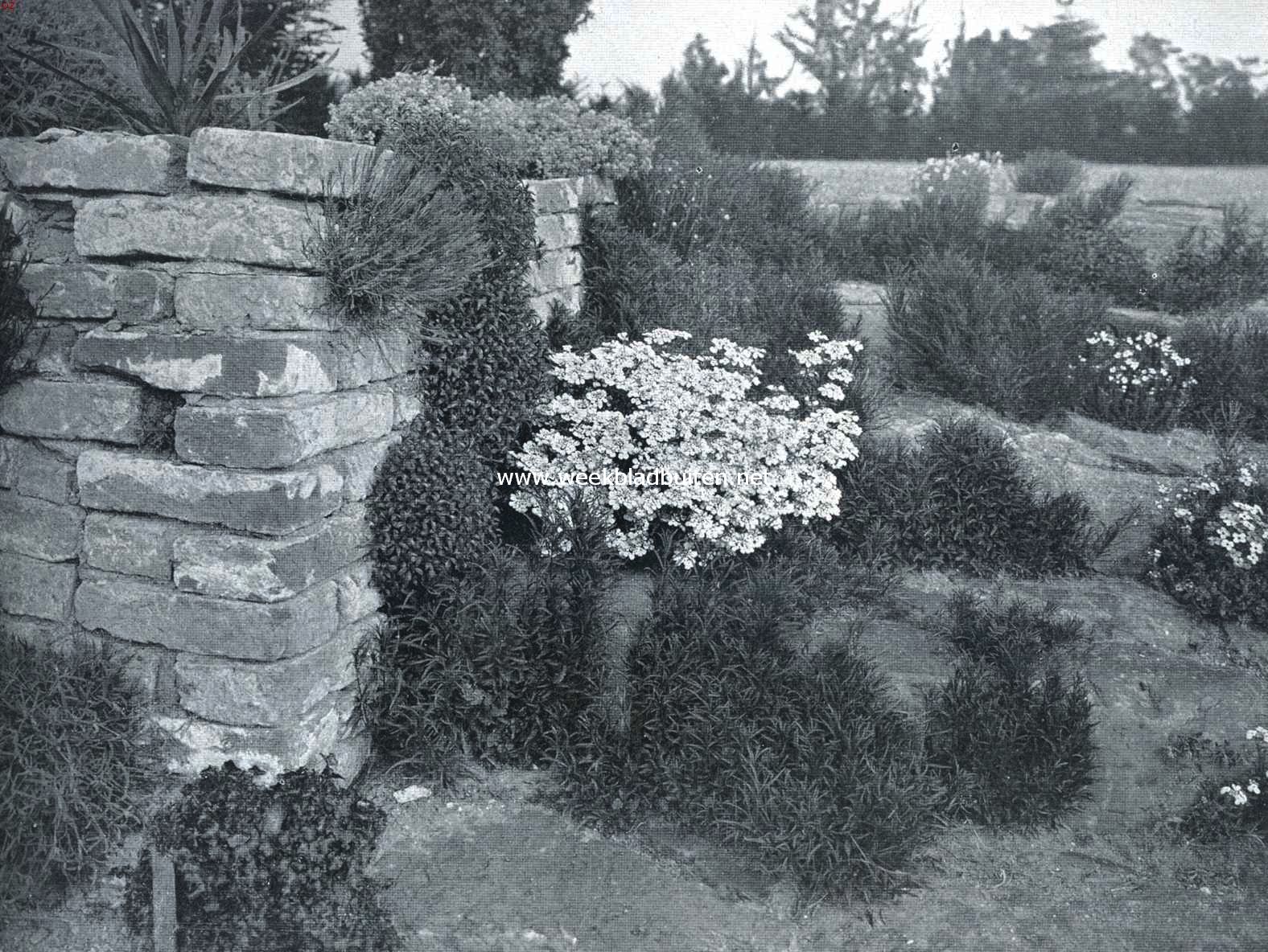 Muurplanten en plantenmuren. Traphoek met bloeiende Iberis (links), Aubrietia Purpurea (op dezelfde tree rechts), er boven Erinus Alpinus, de planten (allen ingezaaid) nemen te veel de overhand, wat aan de jonge campanula planten (onderste tree) duidelijk te zien is