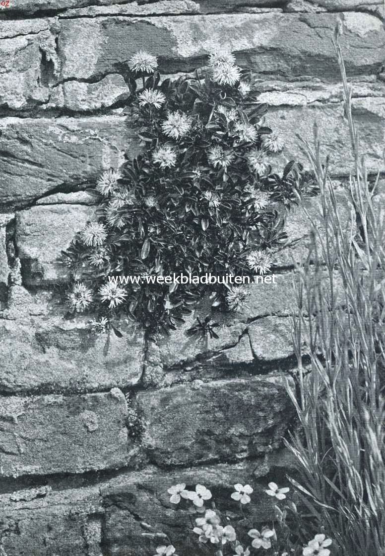 Muurplanten en plantenmuren. Globularia Cordifolia (rechts anjerstengels in knop)