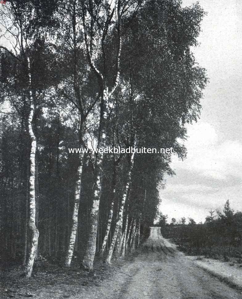 Boomen en licht. Berken, die in hun groei aan de schaduw van een donker pijnbosch trachten te ontkomen