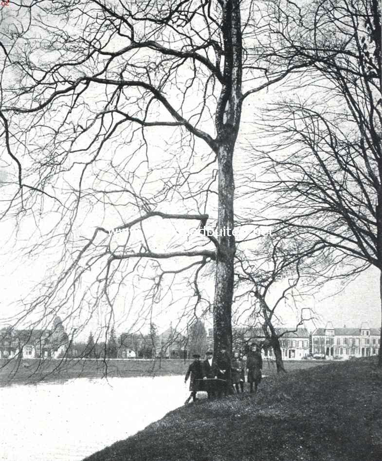 Boomen en licht. Plataan in een park. Waar boomen het licht onderscheppen worden geen takken gevormd: ze richten zich naar het licht en groeien over het water