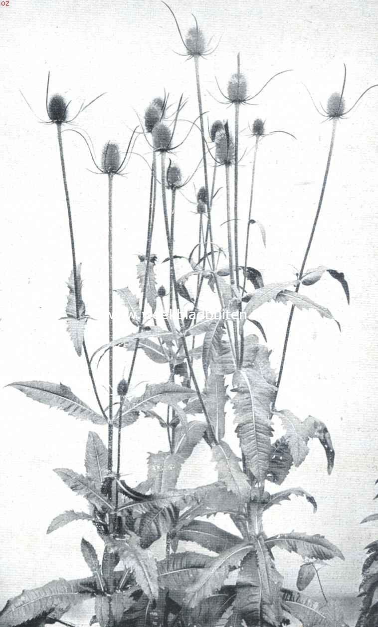 Een vreemde plant. De kaardebol (Dipsacus Sylvestris)