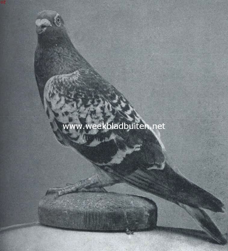 De duiven. Blauwkras postduif. Een vogel, welke zich in de wedstrijden heeft doen kennen en bovendien verscheidene prijswinners heeft voortgebracht. Eigenaar: de heer P. de Vries, Amsterdam