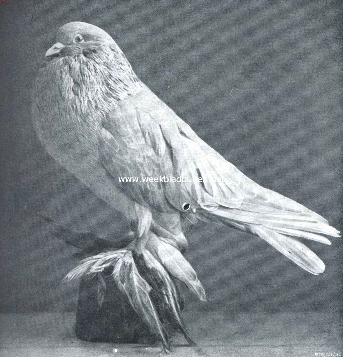 De duiven. Geelbroek Hollandsche kropper. Het hier afgebeelde exemplaar is een der beste dieren van zijn soort geweest en heeft steeds als voorbeeld gediend