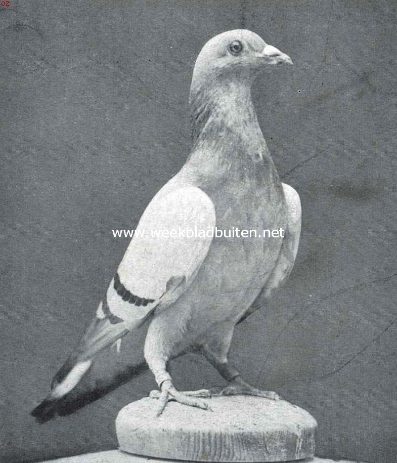 De duiven. Blauwband postduif. Dit is een vogel van het moderne type. Eigenaar de heer P. de Vries, Amsterdam