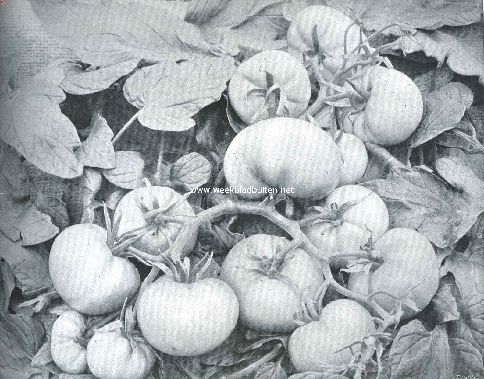 Rijpende tomaten