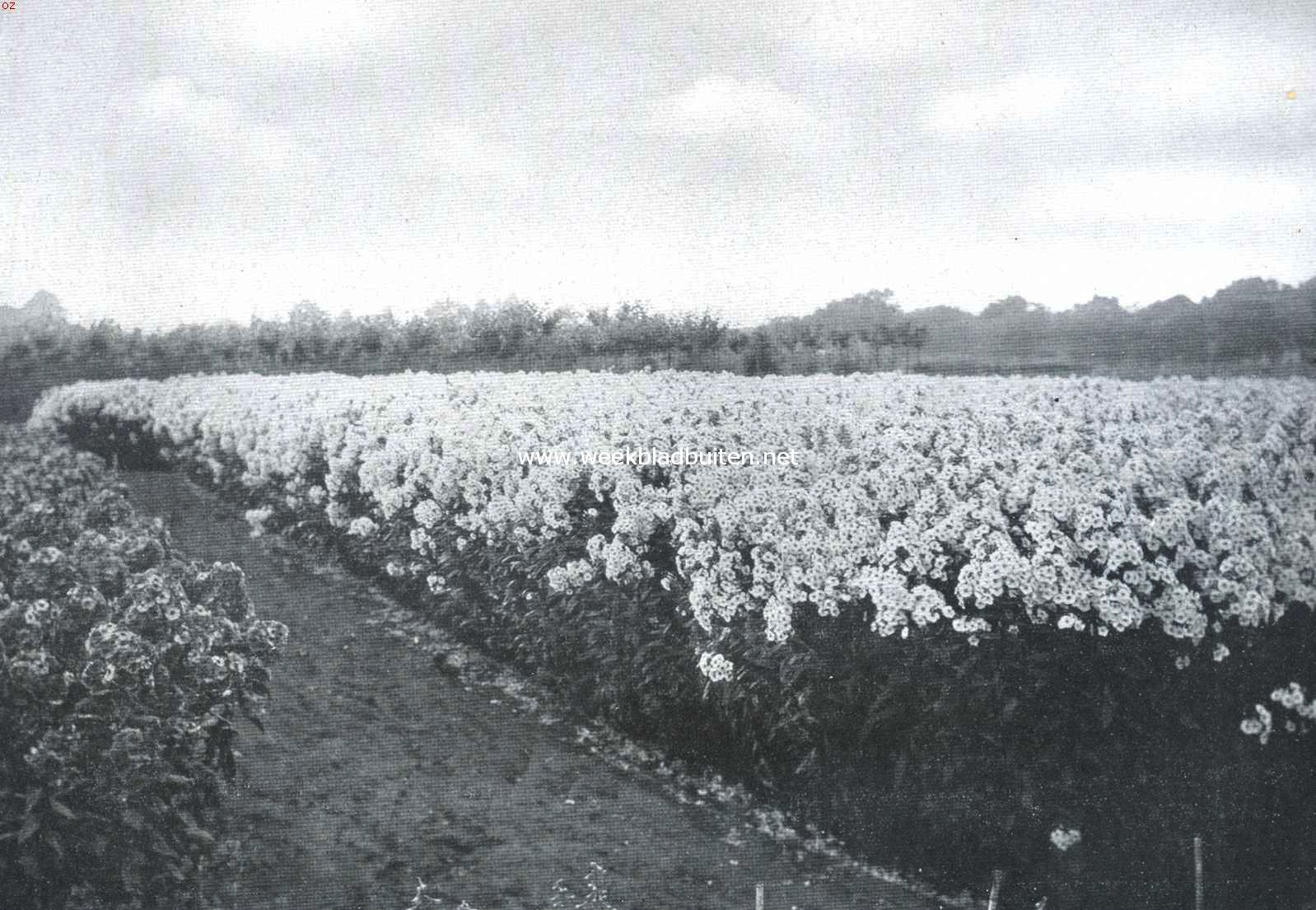 Tusschen de bloemenvelden. Veld met vlambloemen of herfstseringen, Phlox Decussata