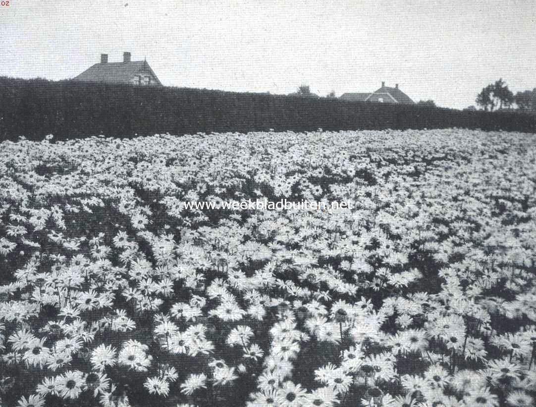 Tusschen de bloemenvelden. Overblijvende margarieten, Chrysanthemum Maximum