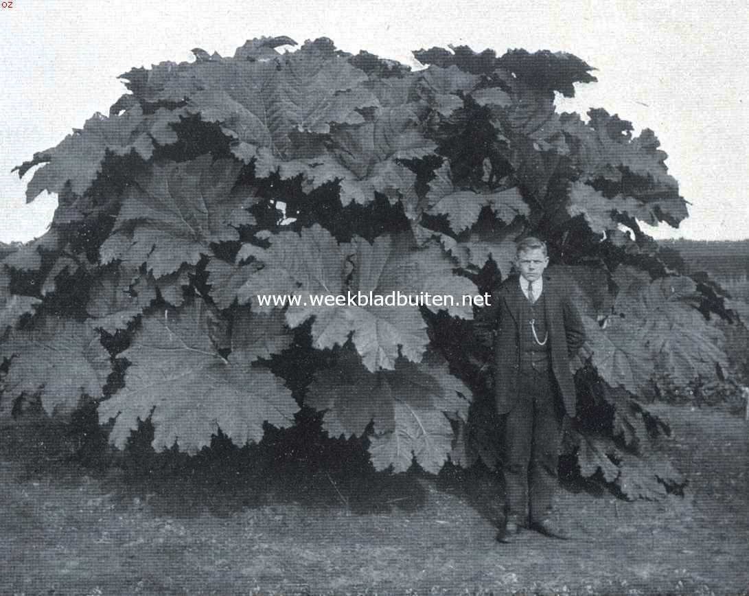 Tusschen de bloemenvelden. Een reusachtige gazonplant, Gunnera Scabra