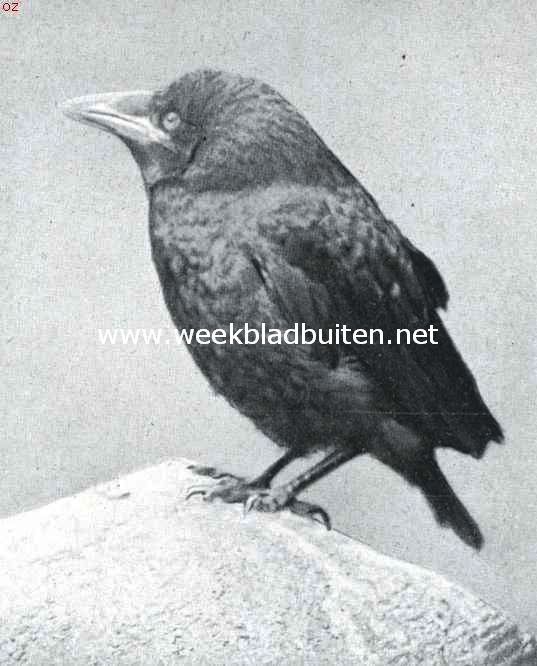 't Kraaienbosch. Jonge roek