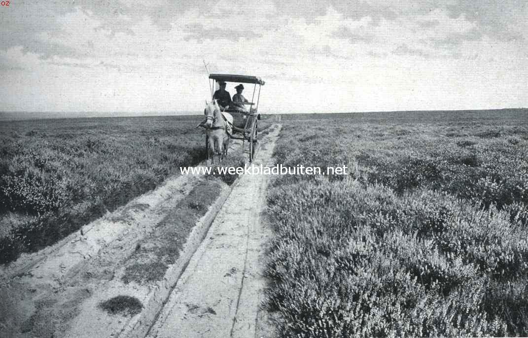 Putten en de Noorder-Veluwe. De heide tusschen Putten en Staverden 1