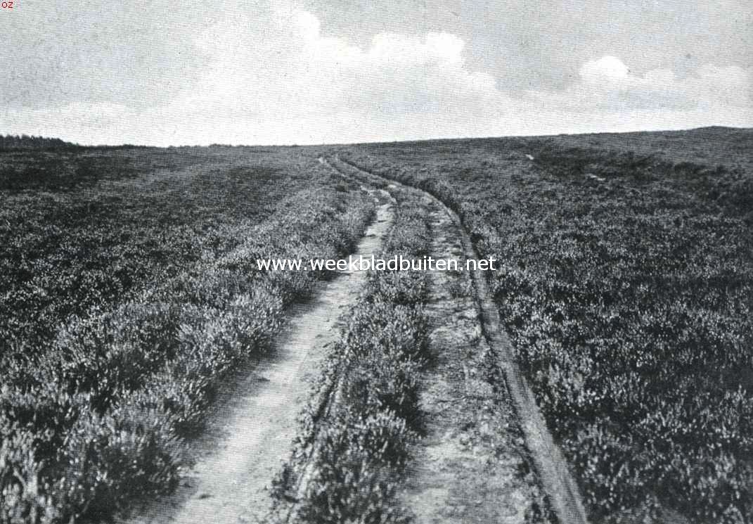 Putten en de Noorder-Veluwe. De heide tusschen Putten en Staverden 2