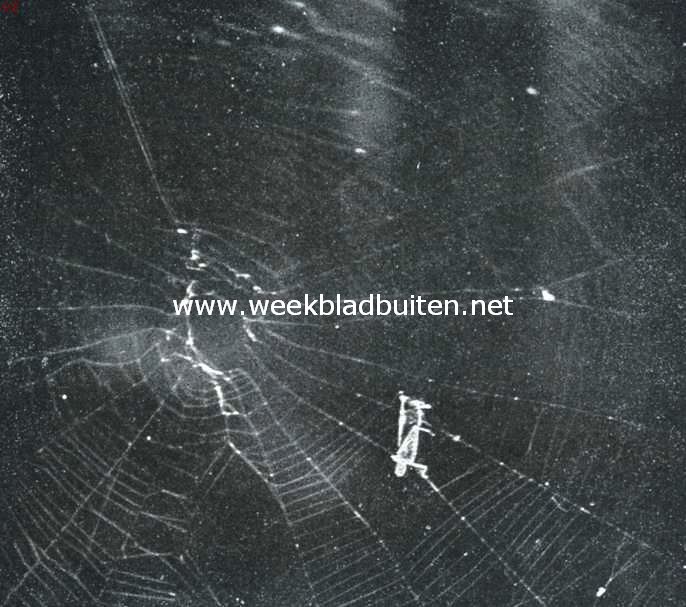 Kruisspin bij de vangst. Opn. I. Een sprinkhaan is in het web van een kruisspin geraakt. De geheele linkerzijde van het dier ligt in het vlak van het web