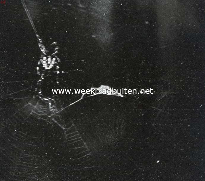 Kruisspin bij de vangst. Opn. IV. De sprinkhaan hangt, gewikkeld in de witte spinmassa, als een onkenbaar pakket in het net tusschen twee groote gaten. De kruisspin zit even boven het midden op haar loopdraad. Tusschen de opnamen I en II liggen ongeveer 3, tusschen II en III ongeveer 1 en tusschen III en IV ongeveer 2 minuten (2/3 van de ware grootte)