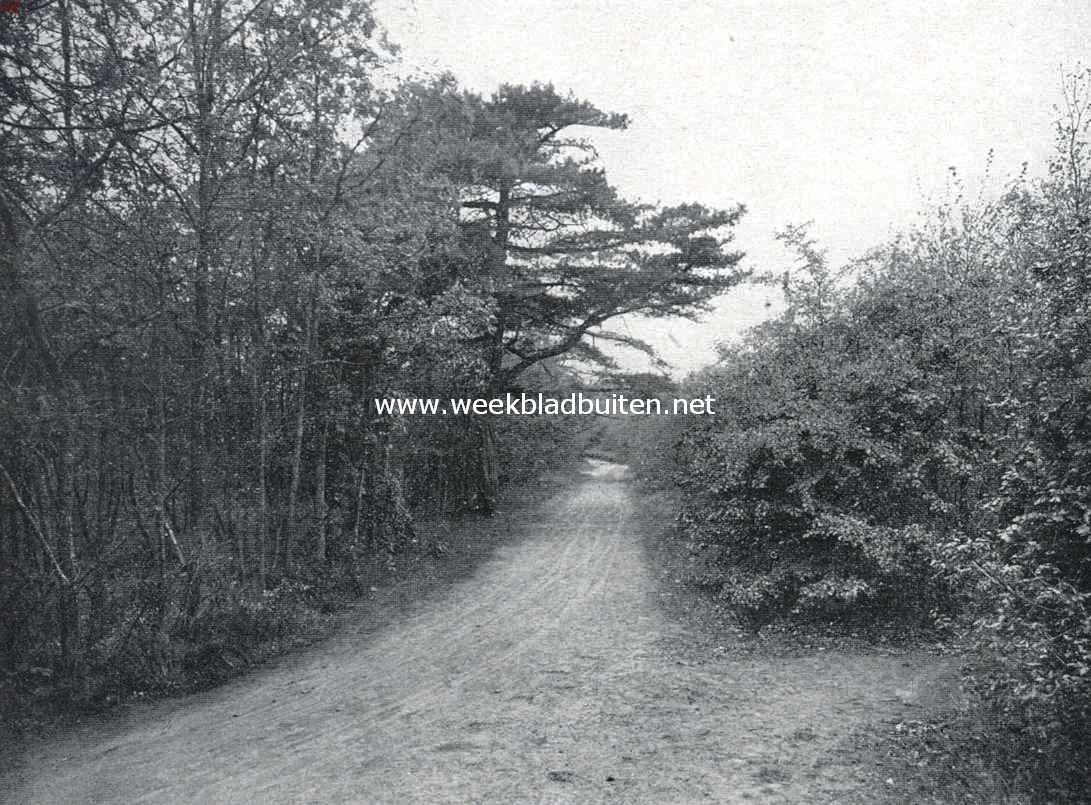 In de Schapenduinen bij Bloemendaal 2