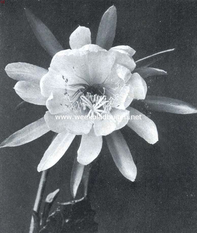 Cacteen. Bloem van een Phyllocactus; 13  15 c.M. in diameter