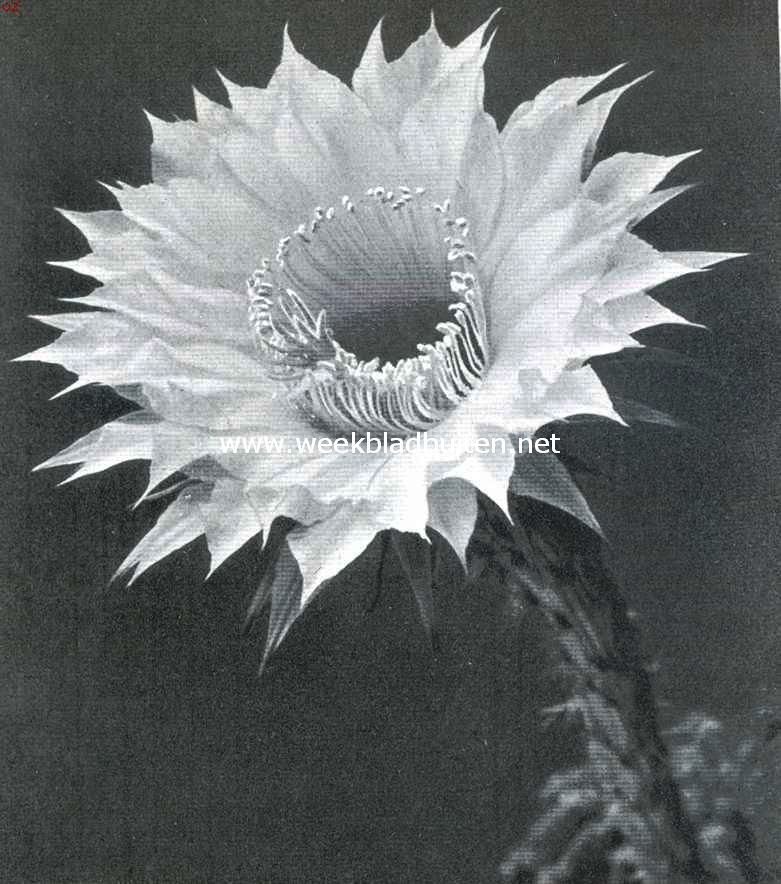 Cacteen. Bloem van een Echinopsis of kogelcactus; ongeveer 11 c.M. in diameter