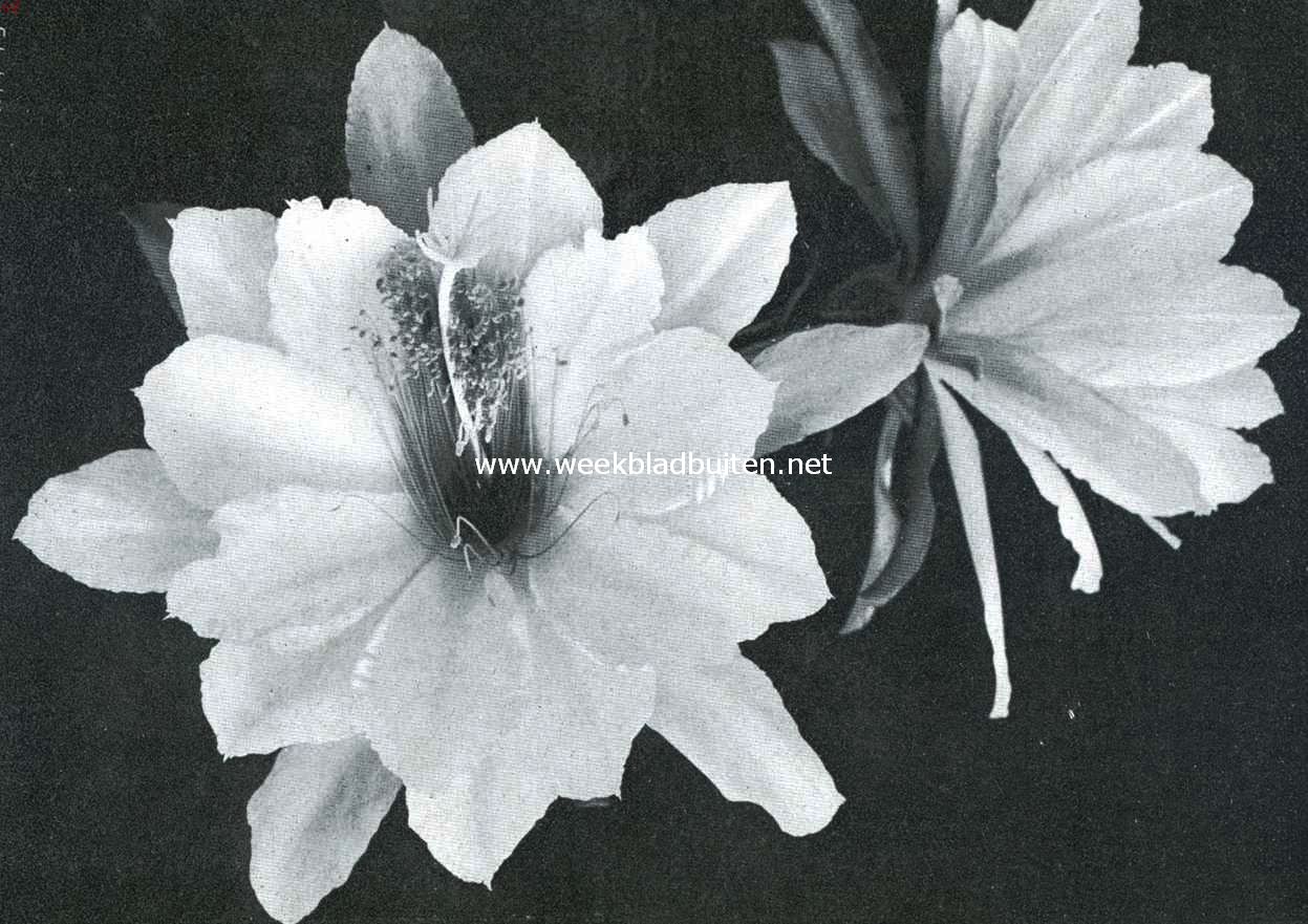 Cacteen. Bloemen van een Phyllocactus Mlle Rose Weingarten
