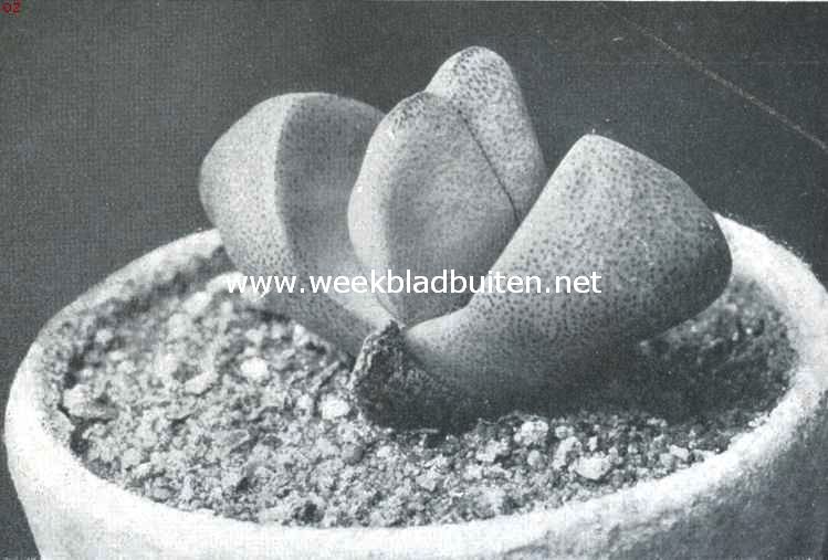 Cacteen. Mesembrianthemum Bolusii. Bloemen geel