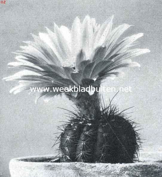 Cacteen. Echino-cactus Ottonis. Corpus geelachtig groen geribd, ribben bezet met donkere lichtbruine stekels, bloemen prachtig zwavelgeel van kleur, stamper rood, meeldraden geel