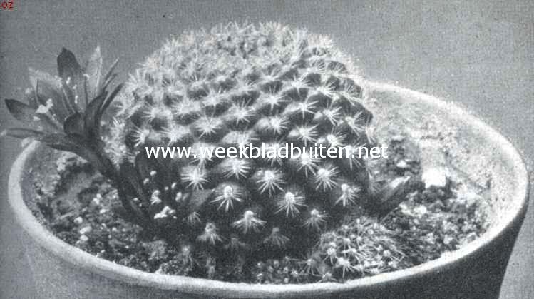 Cacteen. Echino-cactus Minusculus. Corpus blauwachtig groen, met tepelvormige knobbels bezet, waarop bundels zeer kleine stekeltjes. De bloemen die van onder aan de plant komen zijn rood