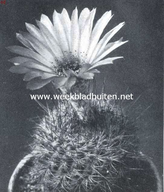 Cacteen. Echino-cactus Tabularis. Corpus donkergroen, bestekeling over 't geheel bruin, kleur der bloemen zacht lichtgeel, naar het midden donkerder wordend. Stamper rood, meeldraden geel