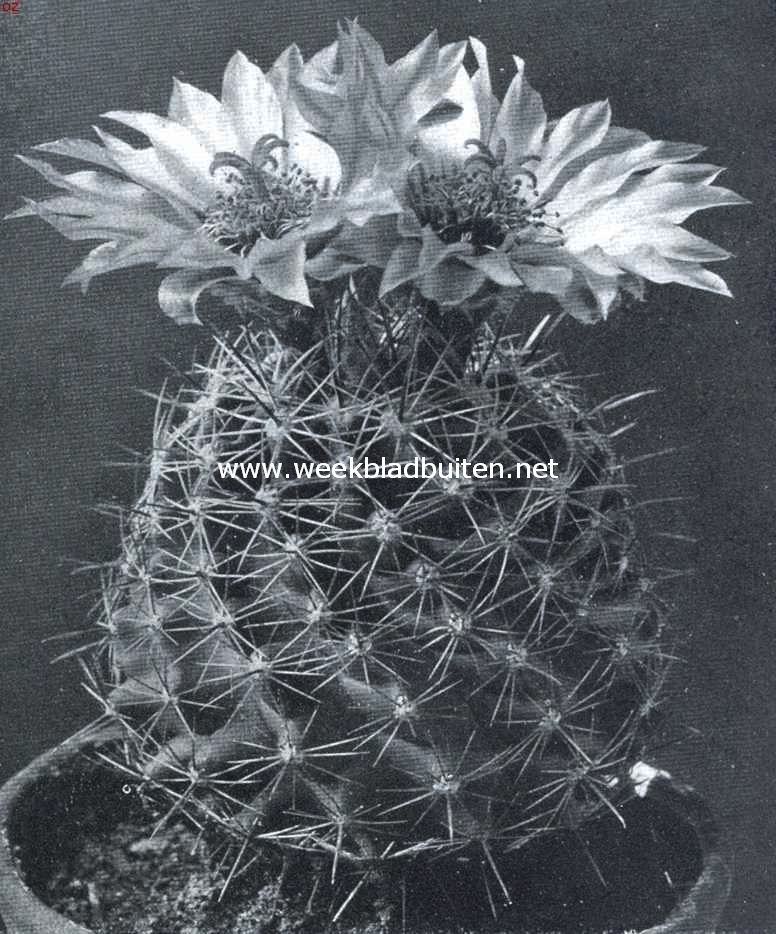 Cacteen. Echinocactus. Corpus frisch groen, voorzien van ribben, waarop stekelbundels, de middelste recht vooruitstekend, de andere straalsgewijs. Bloemen glanzend wit, naar het midden rood toeloopend. Stamper en meeldraden geel