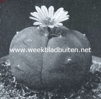 Cacteen. Echino-cactus Williamsii. Bloem van buiten donker gestreept, van binnen licht rose, in 't midden der bloemblaadjes een weinig donkerder. Stamper roseachtig geel, meeldraden geel