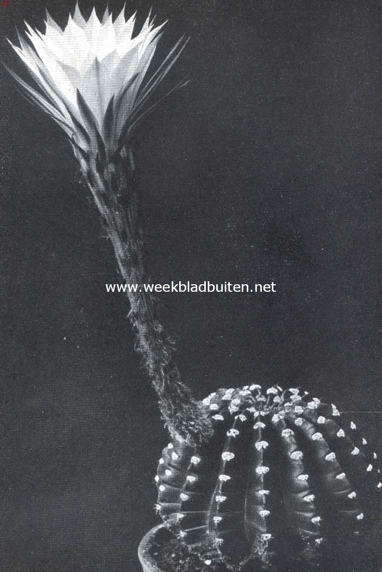 Cacteen. Echinopsis of kogelcactus. Corpus groen, voorzien van wolletjes op de ribben, waaruit de bloemen te voorschijn komen. Kleur der bloem wit, met een rozeachtigen tint aan den buitenkant der bloembladeren. Lengte van den bloemstengel ongeveer 18 cM