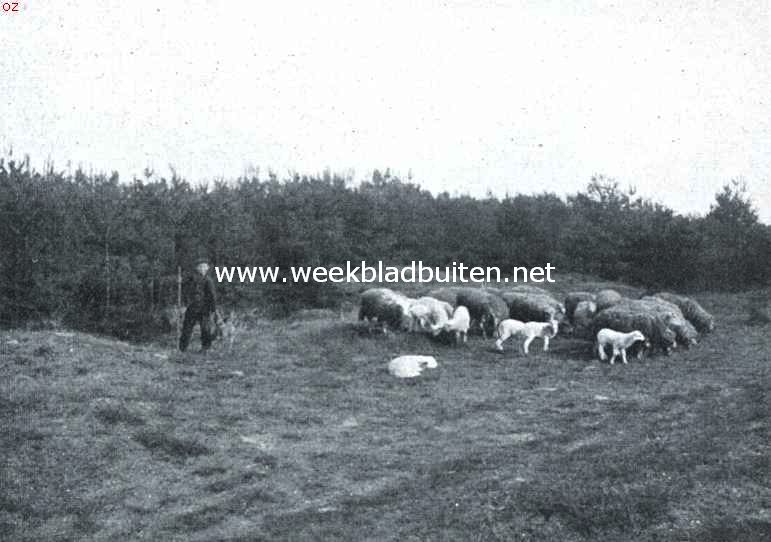 Rijssen. Schapen op de heide