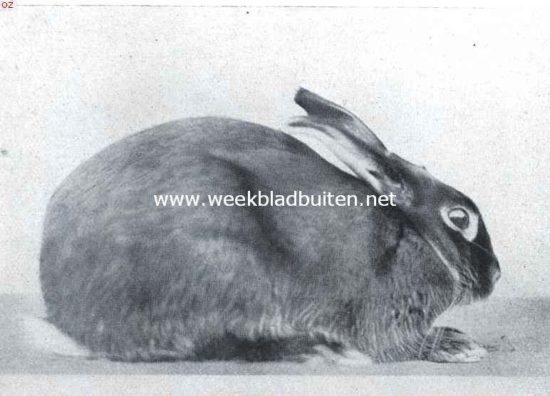 De tamme konijnenrassen. Black and Tan konijn. Dit is een Engelsche creatie. De pels is zwart met vosroode afteekeningen. Een klein sierlijk ras