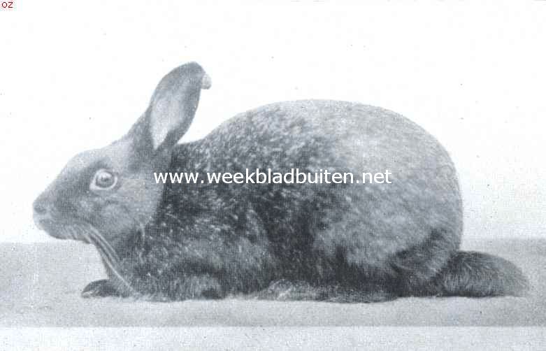 De tamme konijnenrassen. Donkergrijs zilverkonijn. In tegenstelling met wat de naam zou doen vermoeden zijn deze dieren zwart met witte haarpunten in den pels