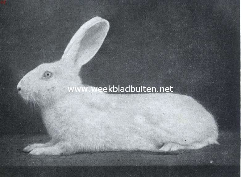 De tamme konijnenrassen. Witte Weener voedster. Een fraai exemplaar der witte variteit. Opvallend is het blauwe oog, terwijl de zachte en fijne beharing een sieraad is. Eigenaar van de zes afgebeelde konijnen: P.H. de Vries te Amsterdam