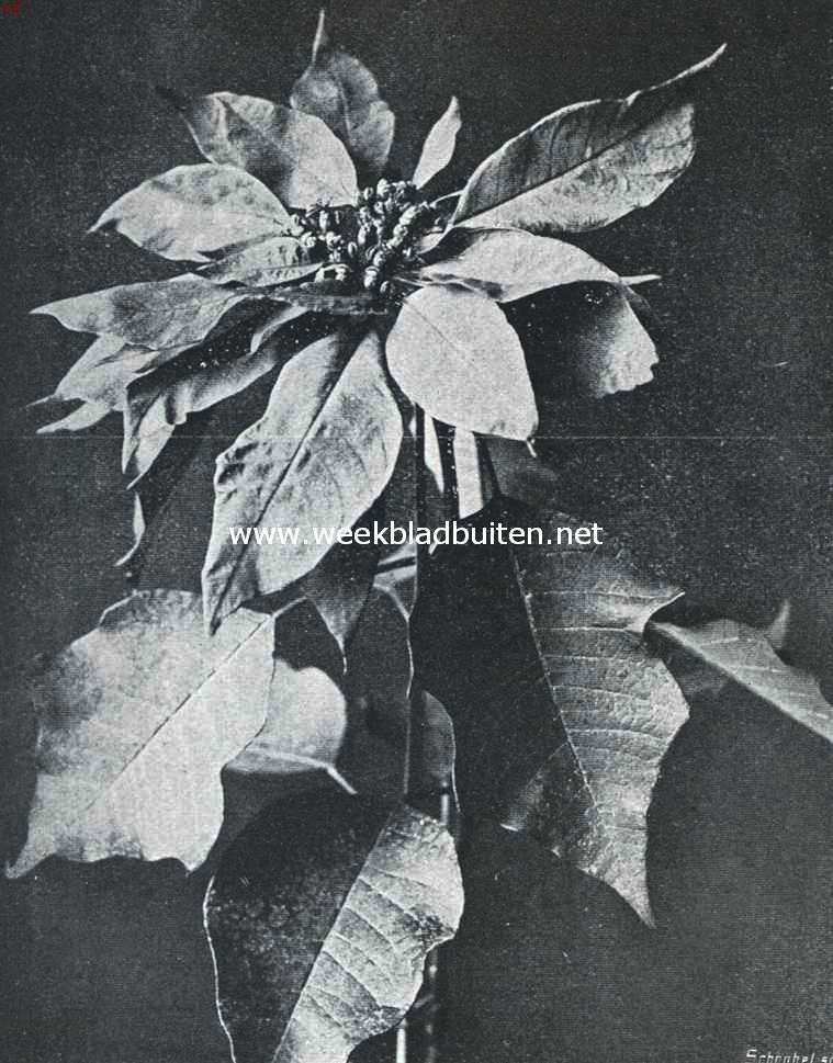Winterbloeisters. Poincettia Pulcherrima