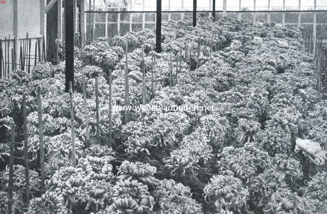 Grootbloemige chrysanten in een Aalsmeersche kas