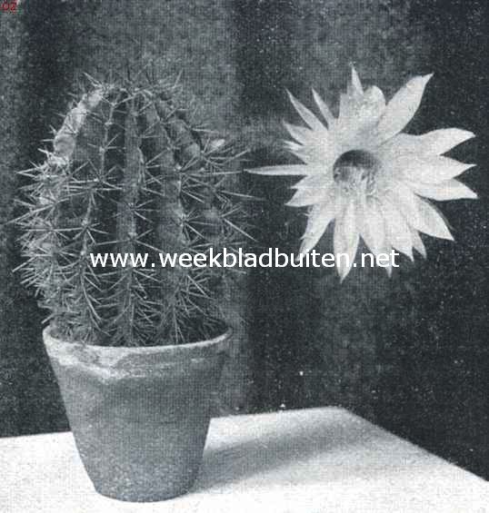 De jeugdige amateur-kweeker. Bloeiende Echinopsis Tubiflora