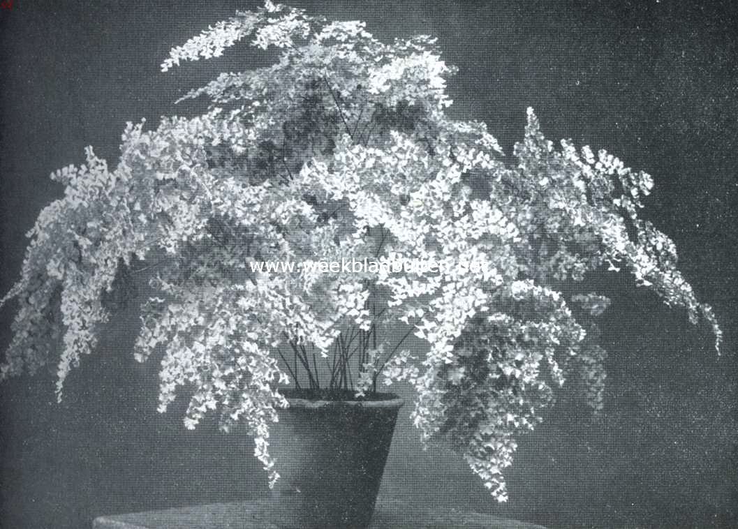 Een zeer mooie varen. Adiantum Farleyense 