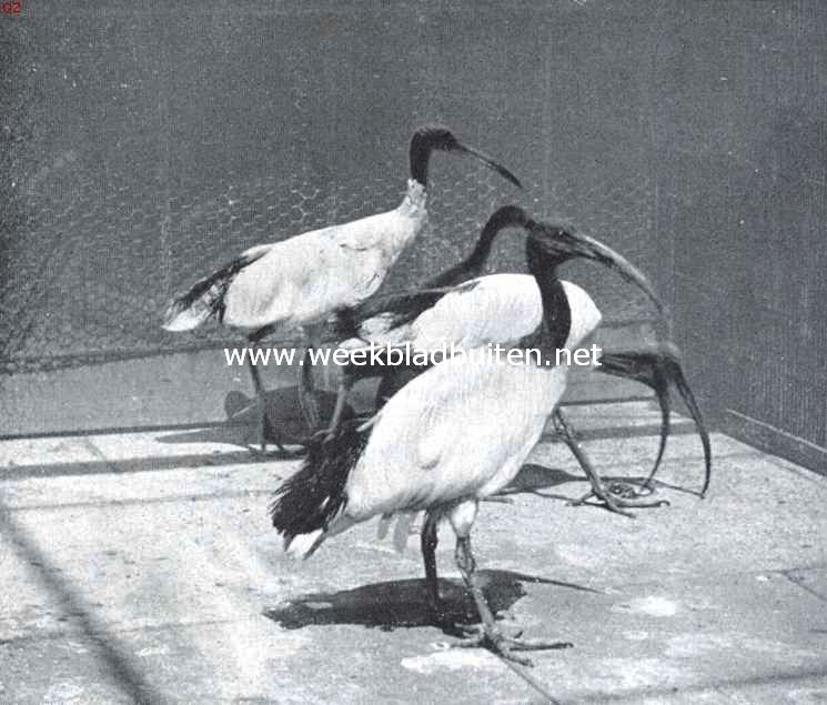 Van den heiligen ibis en zijn naaste verwanten. Australische ibissen